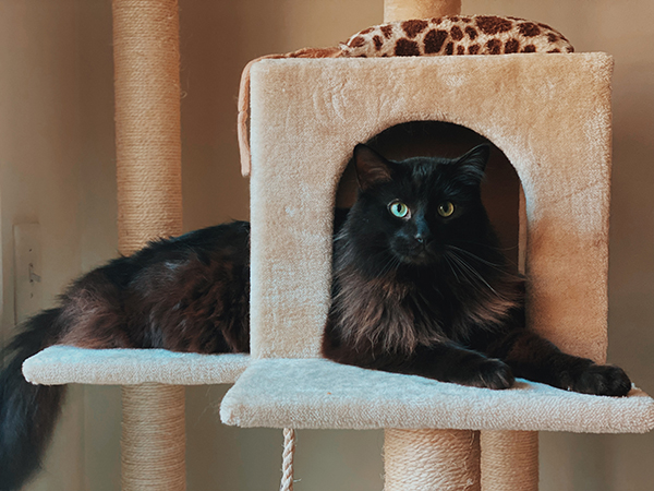 offer cat trees