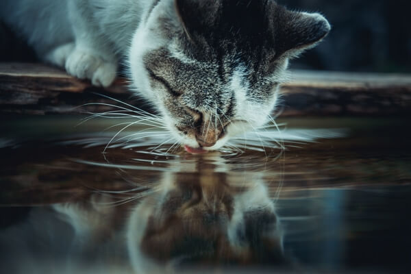 cat drinking water