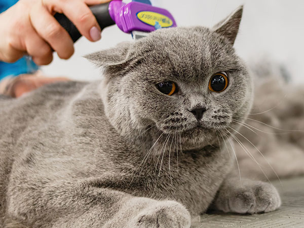 keep regular grooming