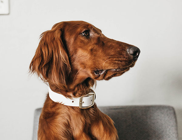 keep your pet's collars close