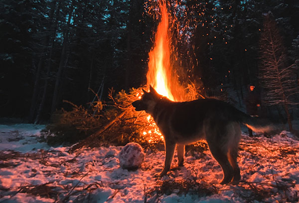 pet fire safety evacuation