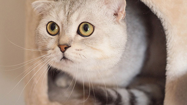 where your pets tend to hide