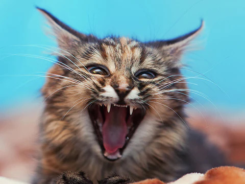 whiskers' position changes with the cat’s mood