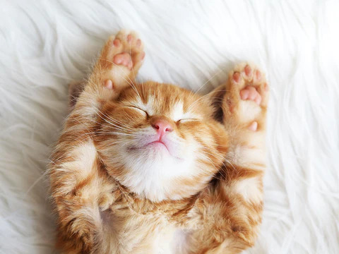 how long do cats sleep