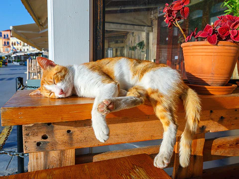 do cats have bad dreams