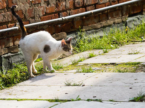 cat is rubbing against objects