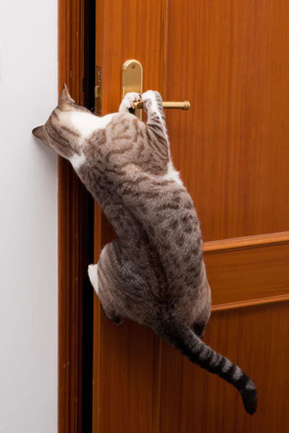 cat opens door