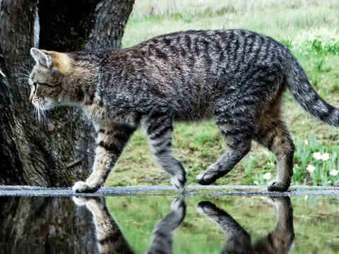 cats don’t like to wet their fur