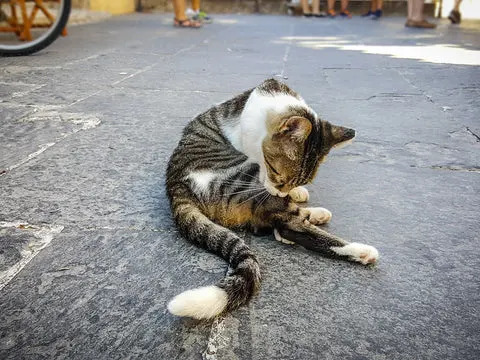 cat is licking itself