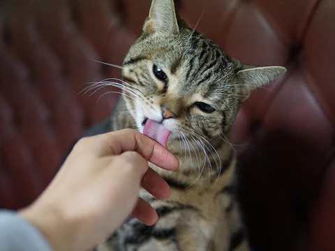 cat licks its owner