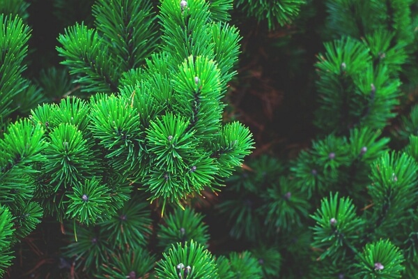 pine