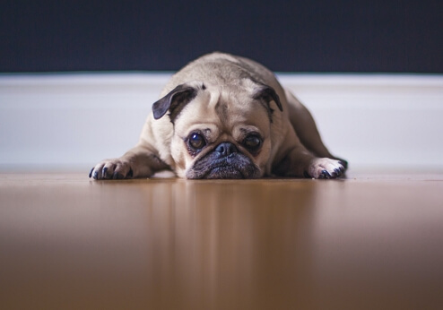 leave your dog alone