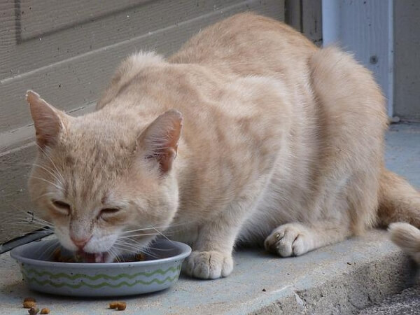 cat ate too quickly
