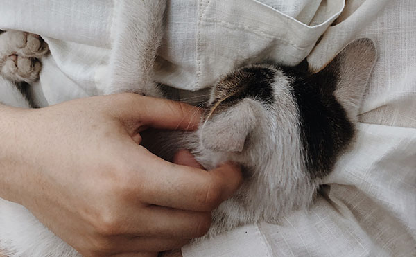 your cat is marking you