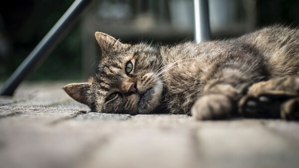 cat sick