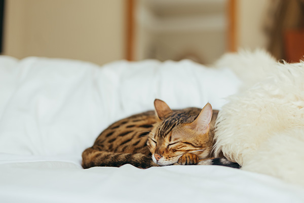 cat diseases