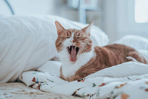 cat dental disease