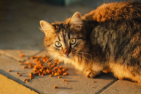 cat food allergies