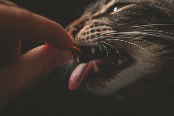 give your cat treats