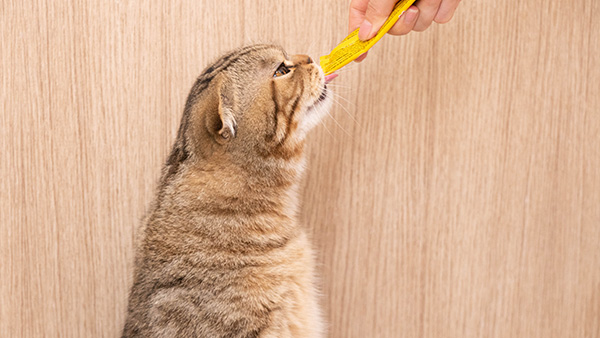 give your cat supplements