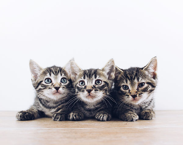 kittens