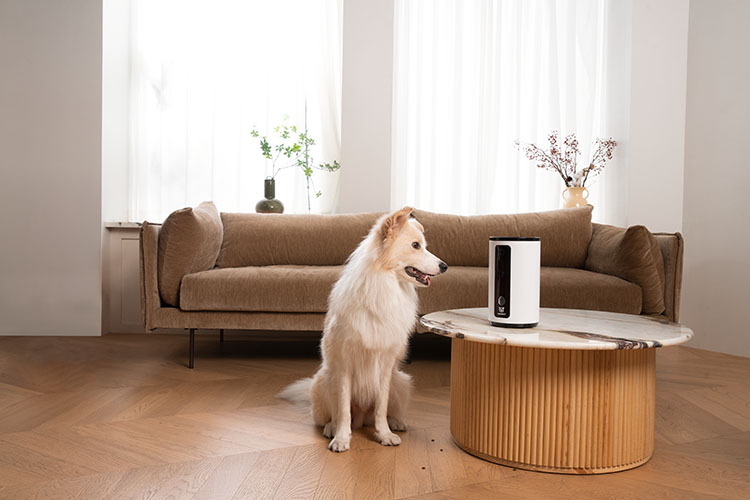 wopet interactive dog camera