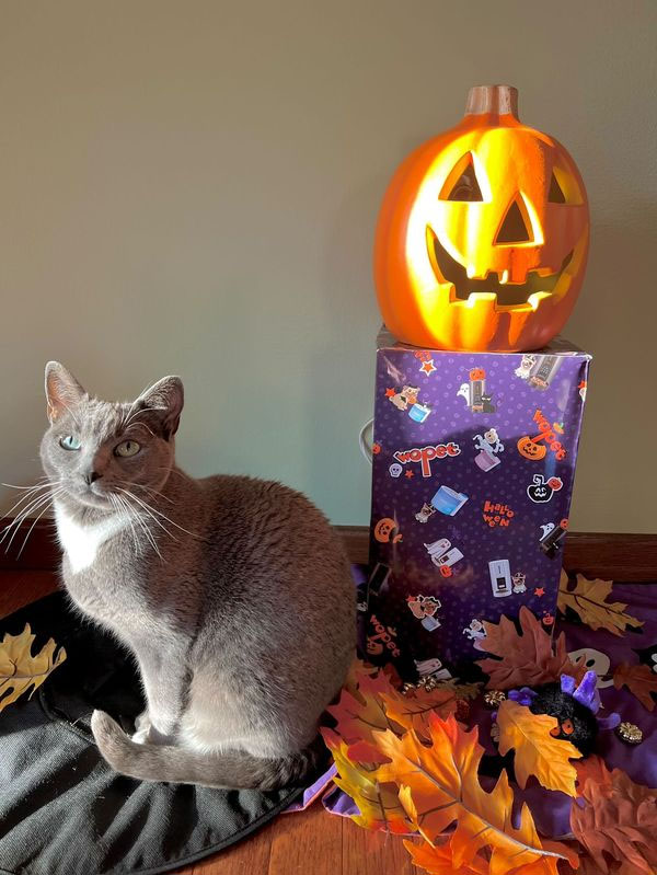 wopet halloween gifts