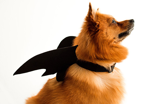 bat pet costumes