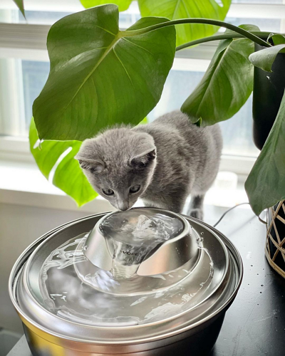 wopet brook pet water fountain