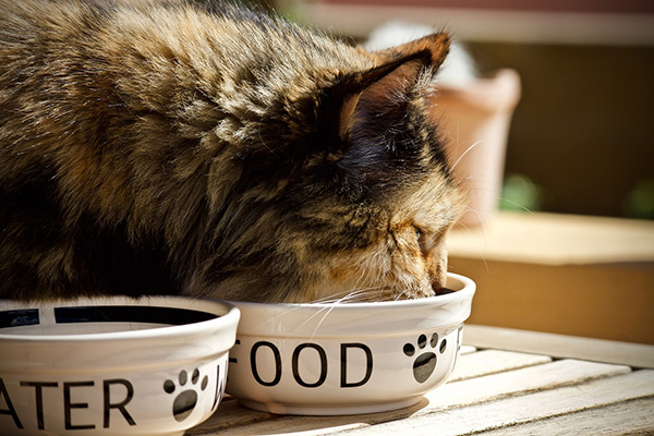 changes in cats food