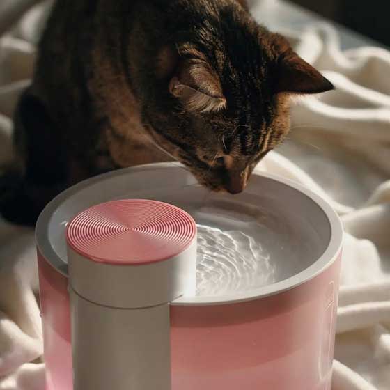 Pet14