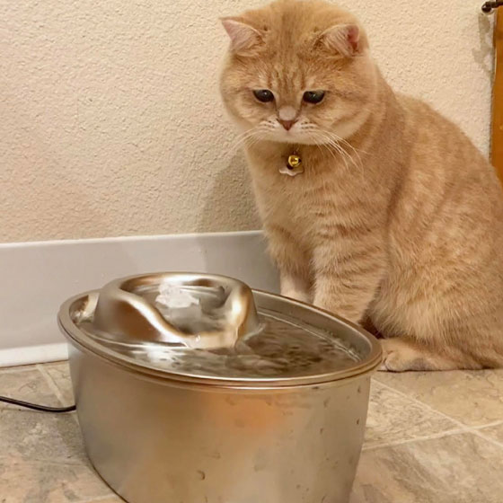 wopet stainless steel water fountain