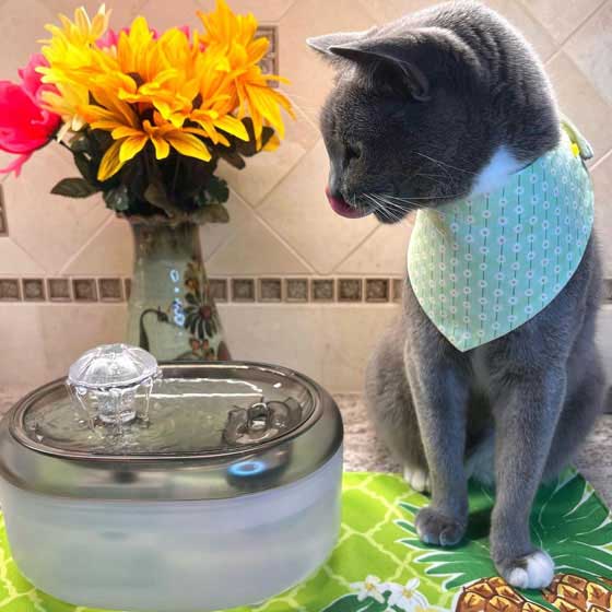 Pet25