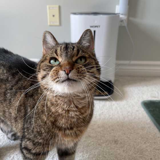 Pet17