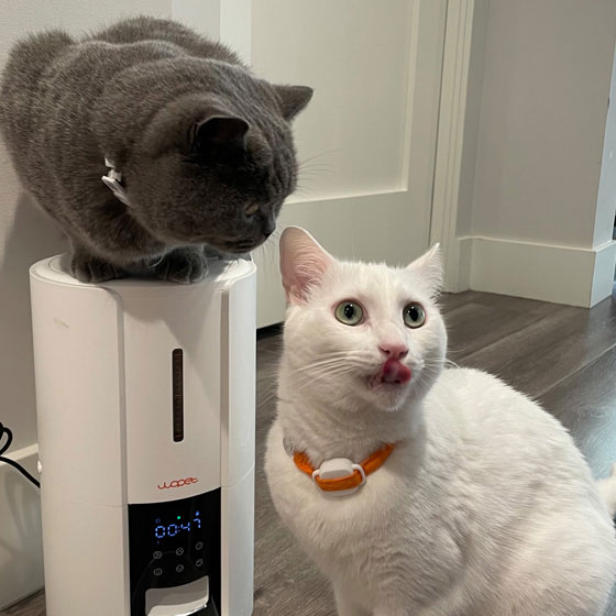 Pet10