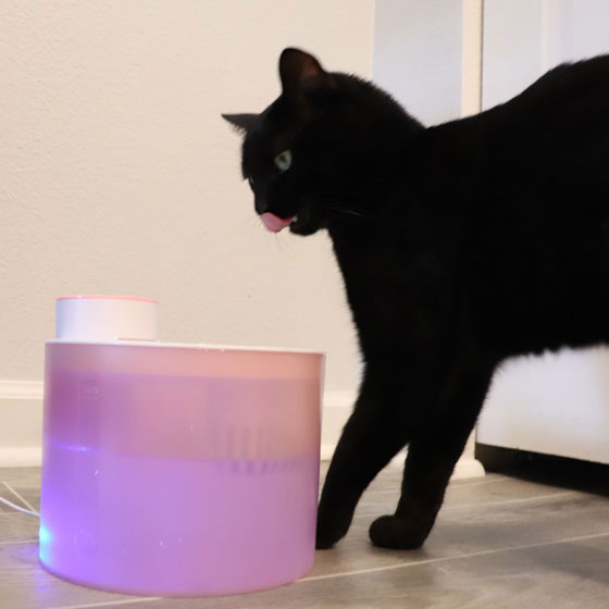 Pet21