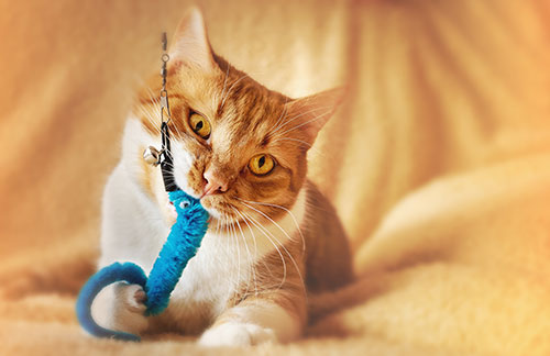 interactive cat toys