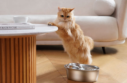 wopet cat water fountain