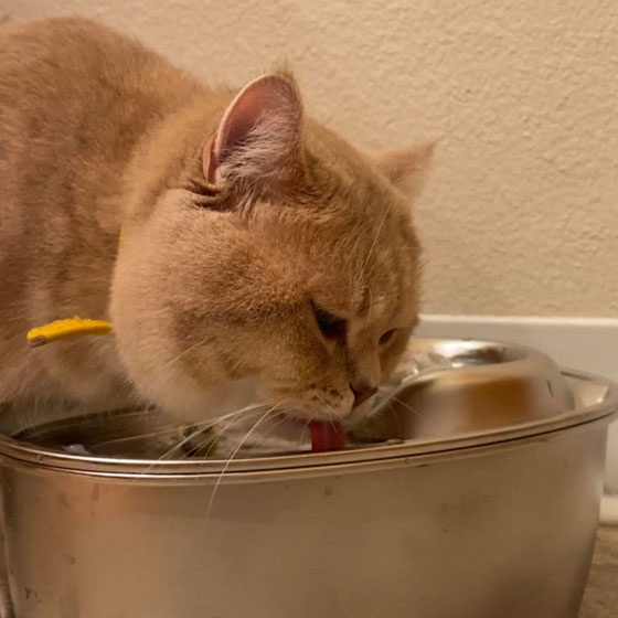 wopet stainless steel water fountain