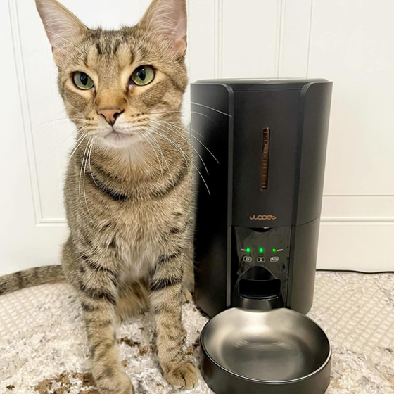 Pet31