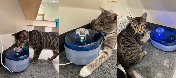 wopet water fountain helps homeless animals