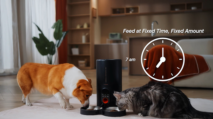 establish a consistent feeding schedule