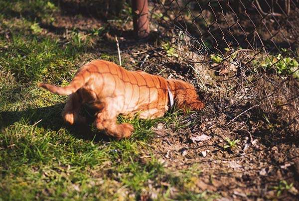 dog dig holes