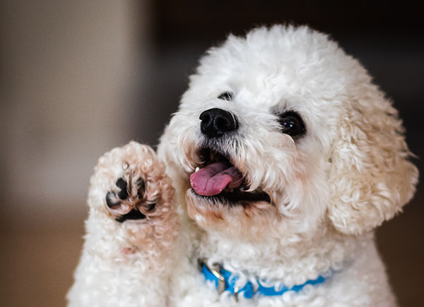 dog lick paws