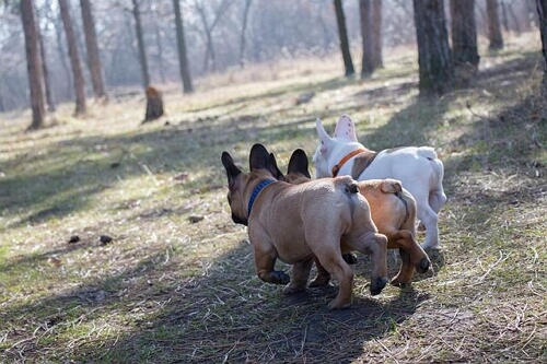 other dogs butts