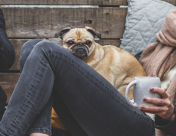 dog sitting on your feet
