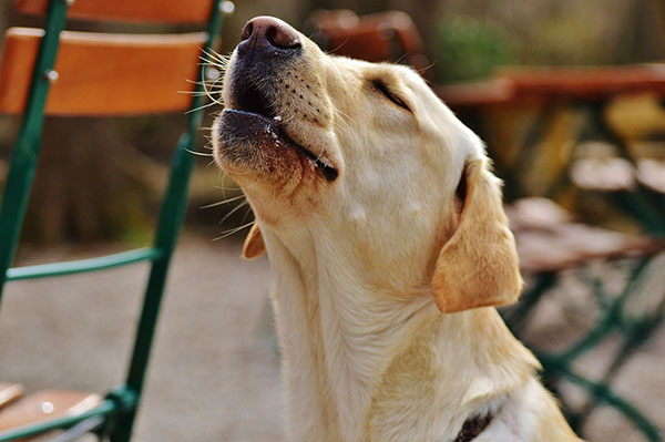 dog howling