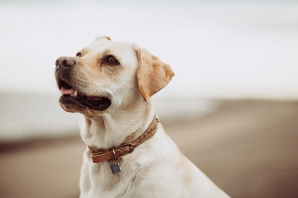 dog breeds