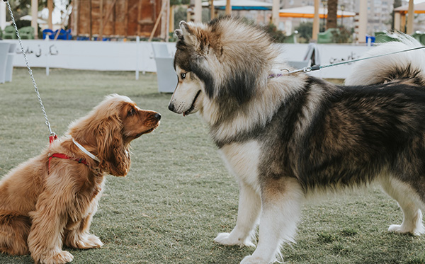 dog size