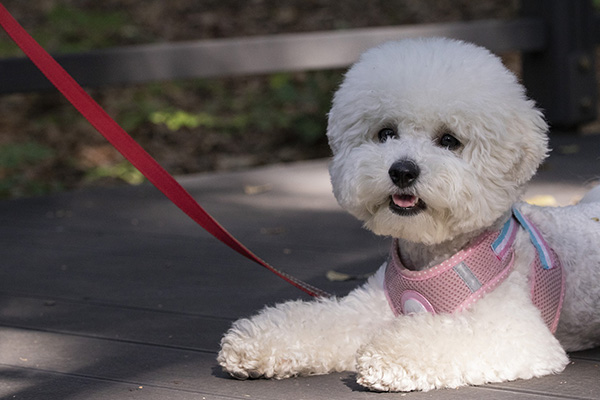 start slow with your puppies